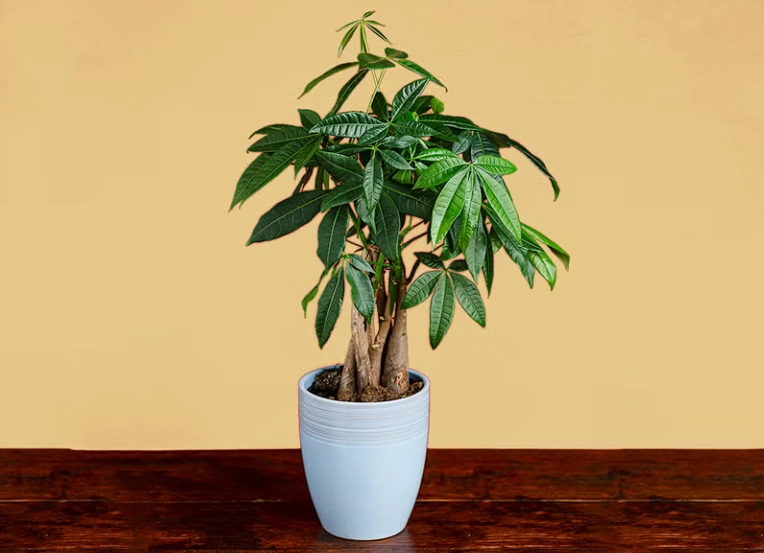 招財樹 種植 招財樹 種植