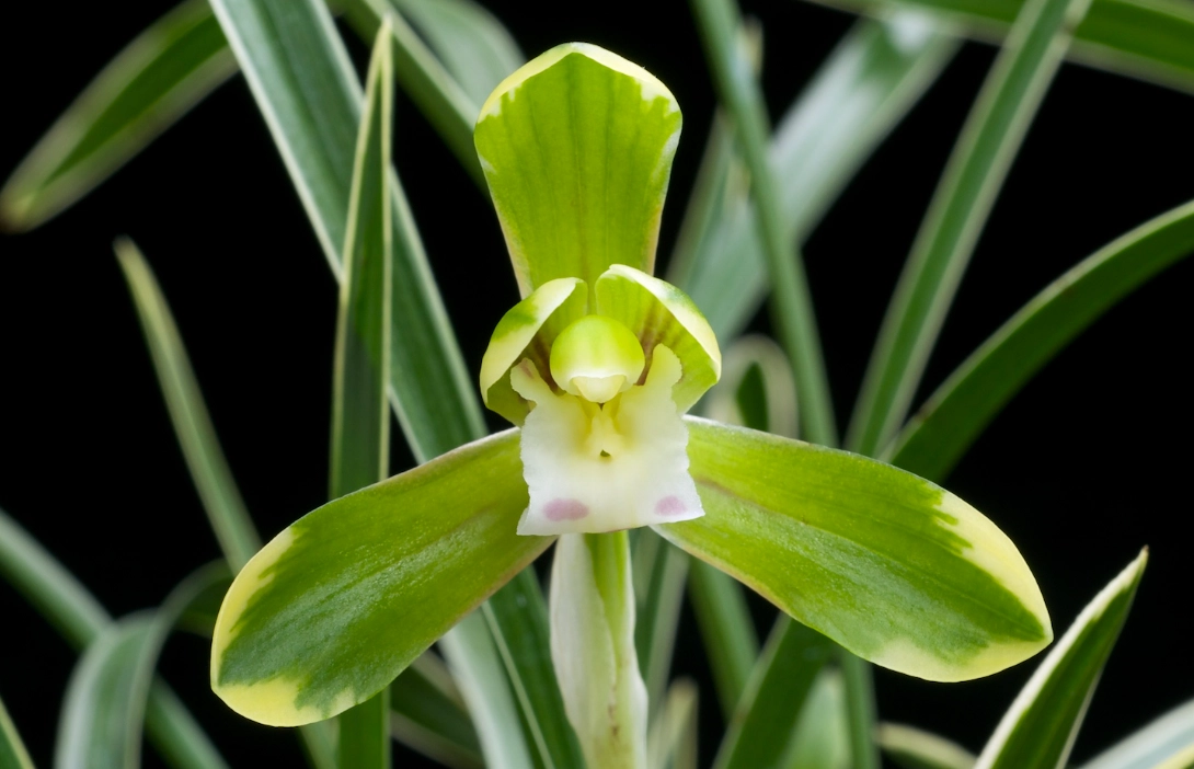 蕙蘭不開花 蕙蘭不開花