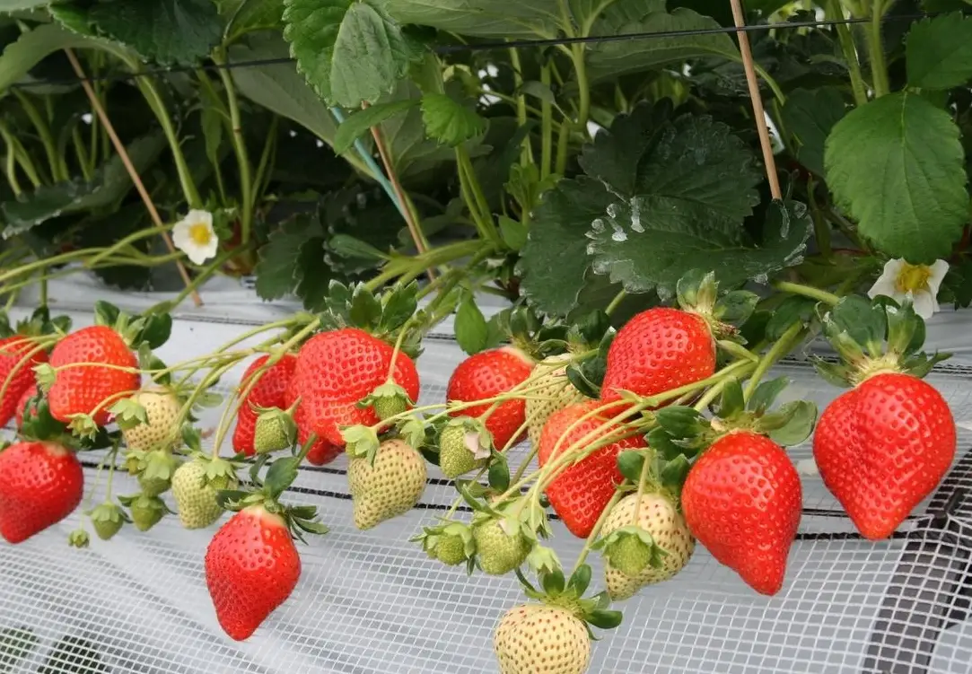 草莓園推薦