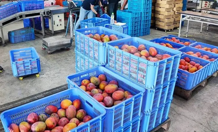 愛文種子 種植 愛文種子 種植