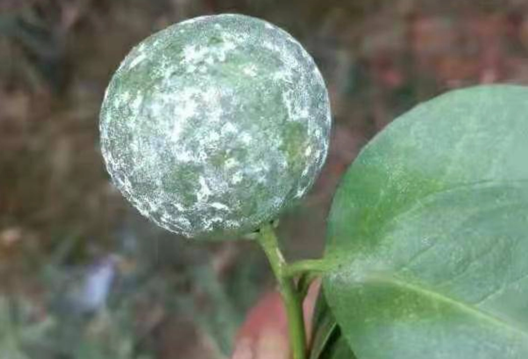 柑橘白粉病防治