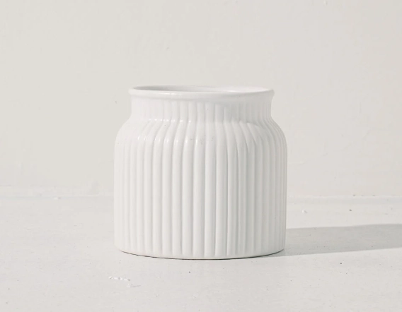 夏天室內植物推薦