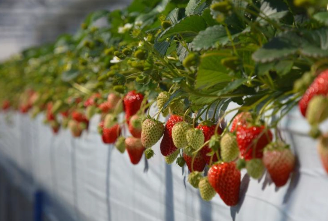 桑妮草莓園 交通 桑妮草莓園 交通