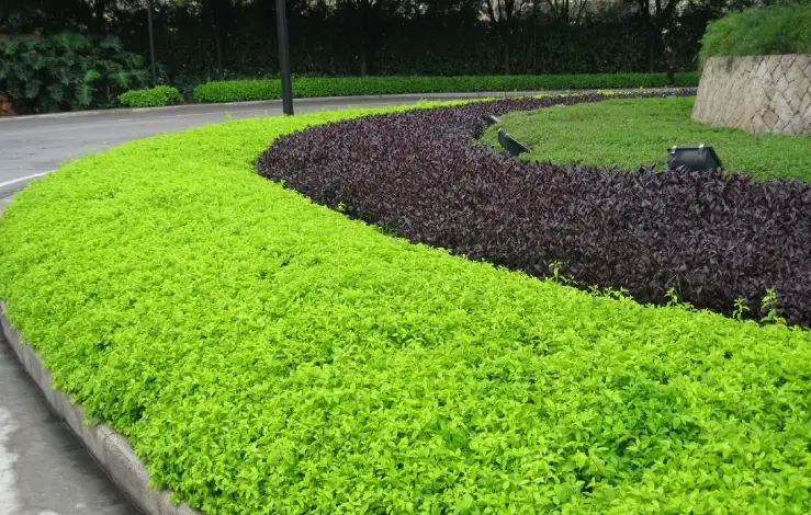 庭院灌木修剪 庭院灌木修剪