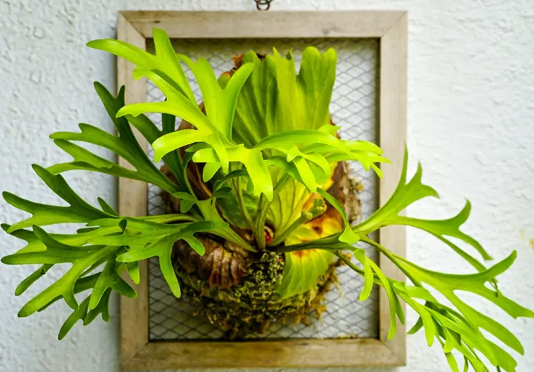 鹿角蕨品種 鹿角蕨品種