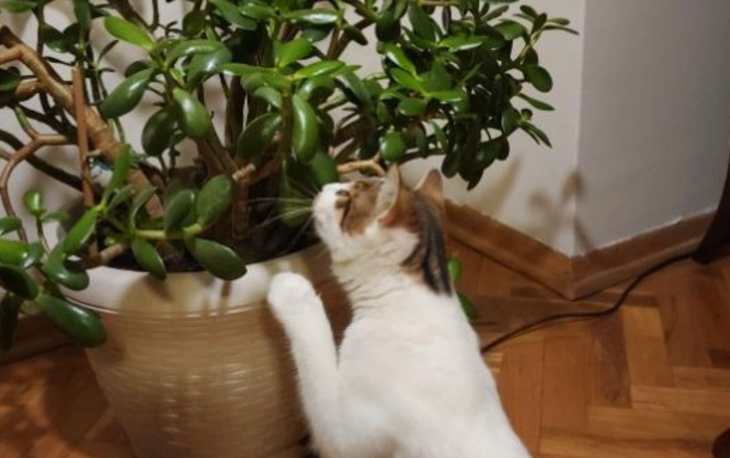 對貓有害的植物