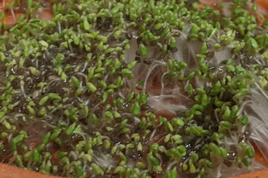 發芽奇亞籽食用