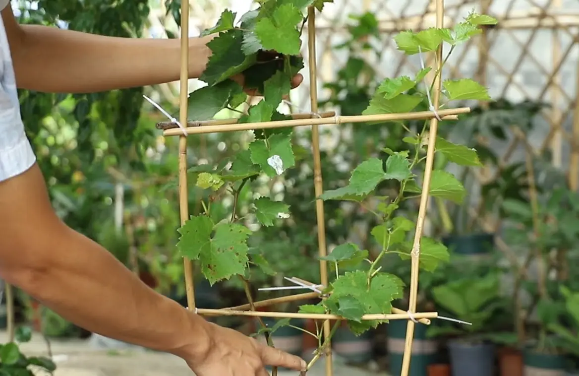 葡萄修剪方法 葡萄修剪方法