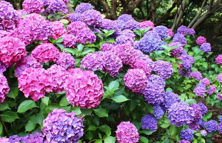 庭院灌木修剪 庭院灌木修剪