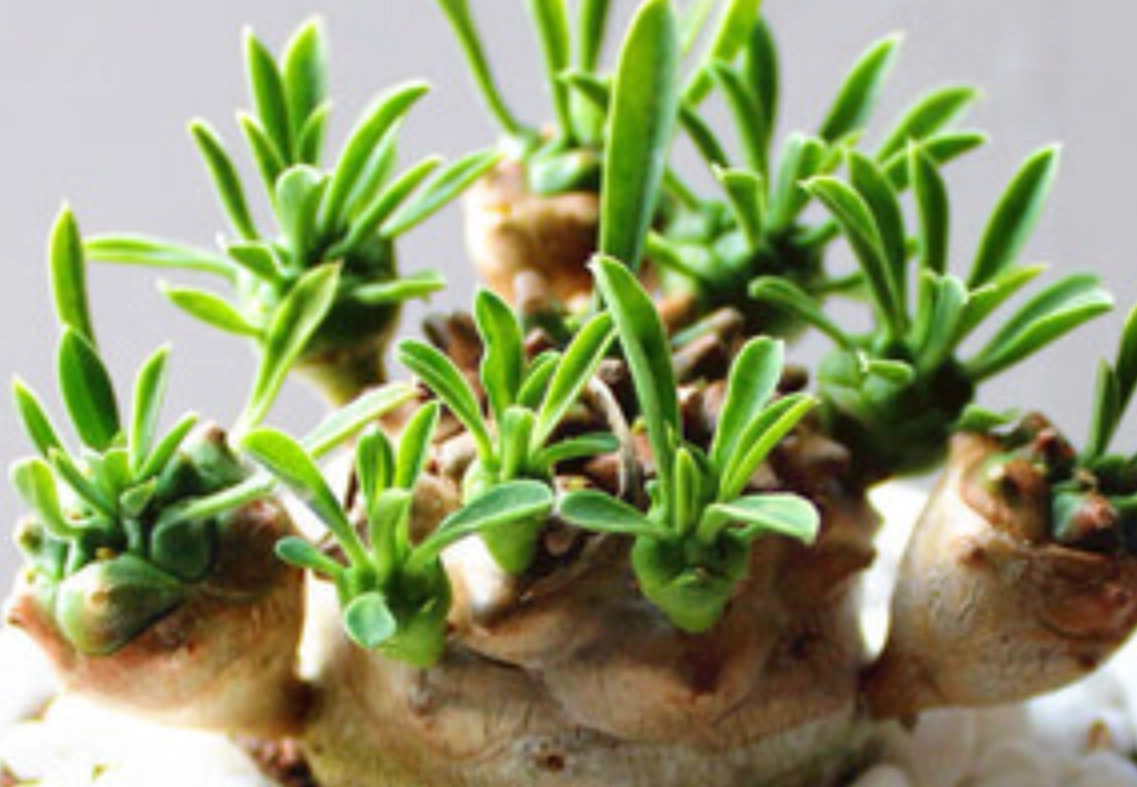 峨眉山綠植景點 峨眉山綠植景點