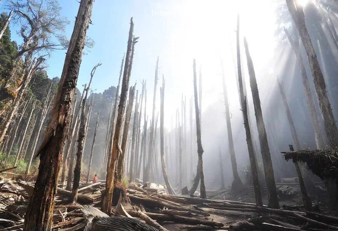 忘憂森林 步道 忘憂森林 步道