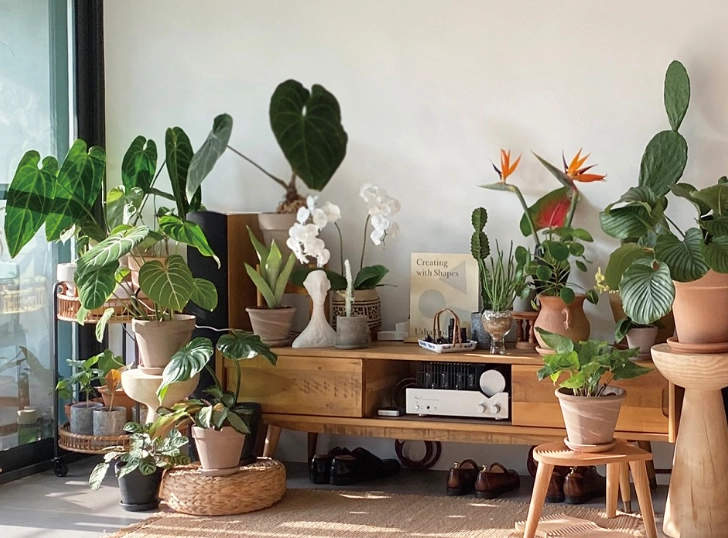 夏天室內植物推薦