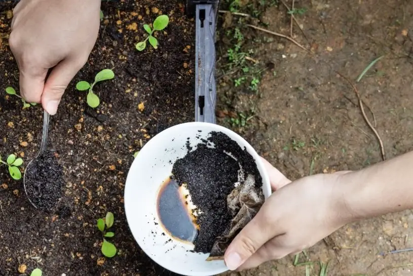 咖啡渣堆肥比例 咖啡渣堆肥比例