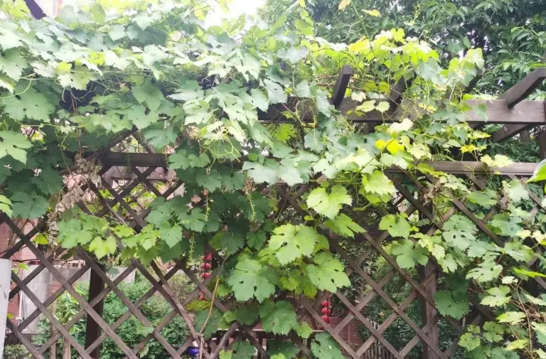 葡萄種植條件 葡萄種植條件