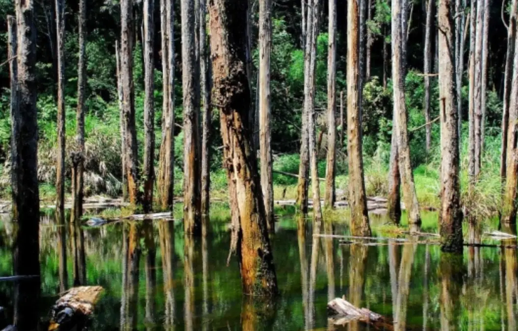 忘憂森林步道 忘憂森林步道