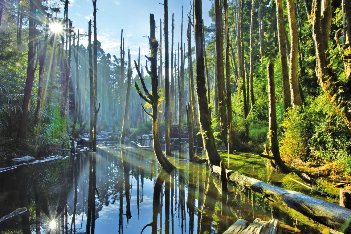 忘憂森林 天氣 忘憂森林 天氣