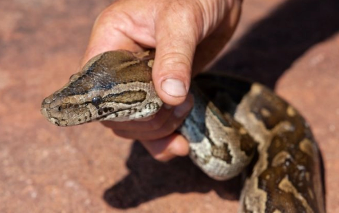 夢見抓蛇頭 意思