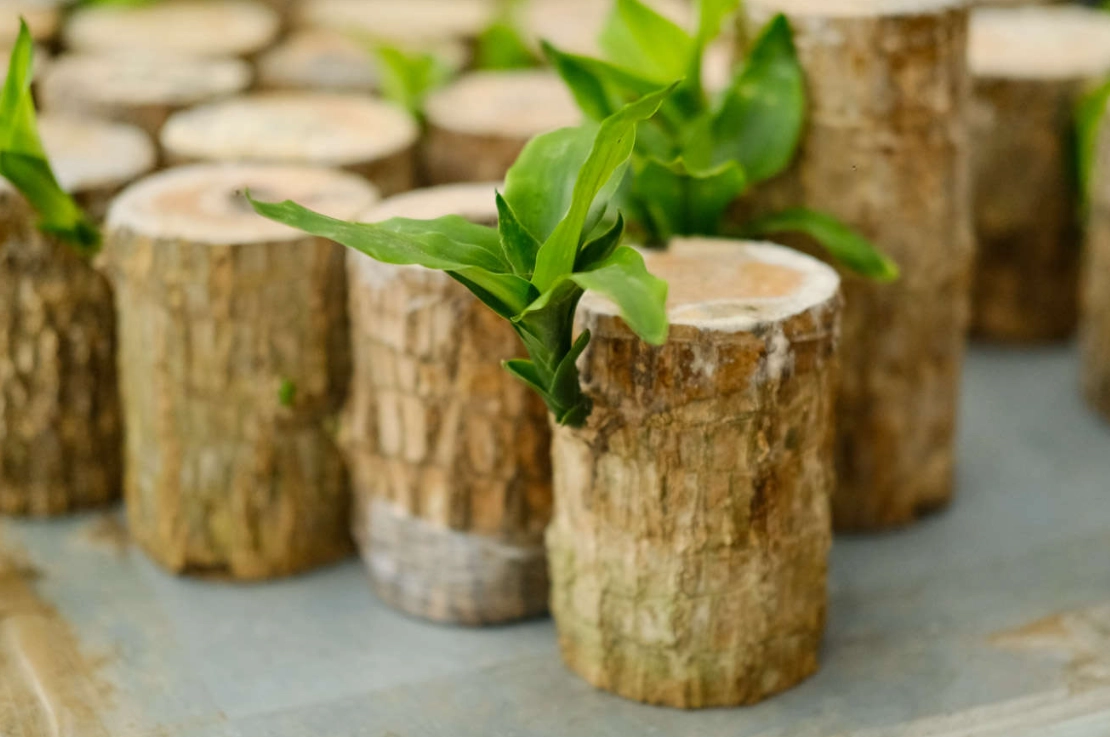 巴西木開花時間