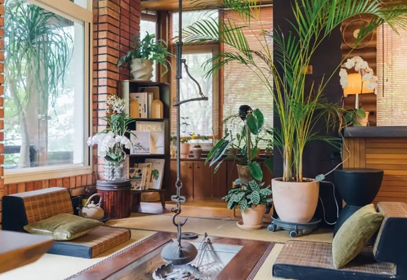 室內植物夏天照顧