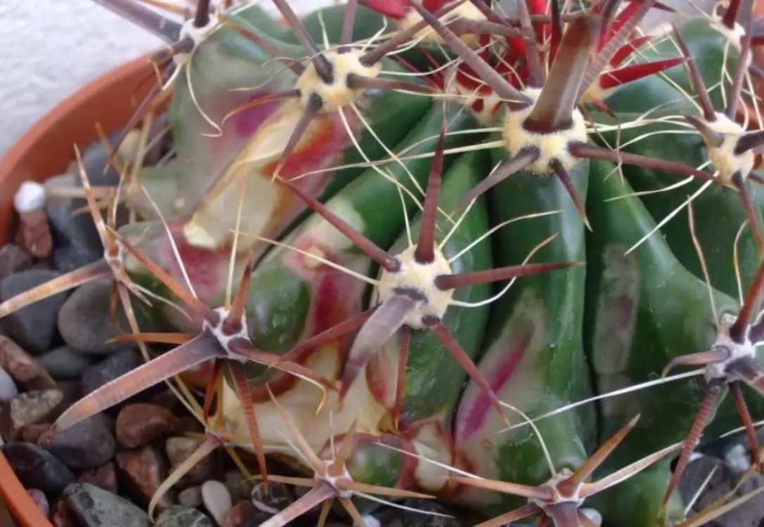 仙人掌曬傷處理