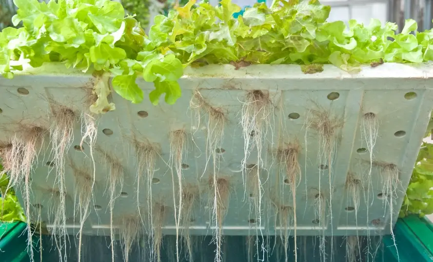 水耕營養液 水耕營養液