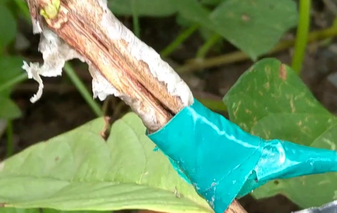 園藝癒合期 園藝癒合期