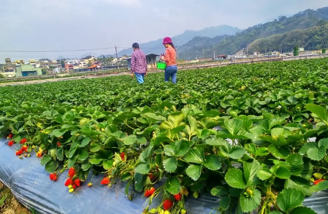 草莓一日遊 草莓一日遊