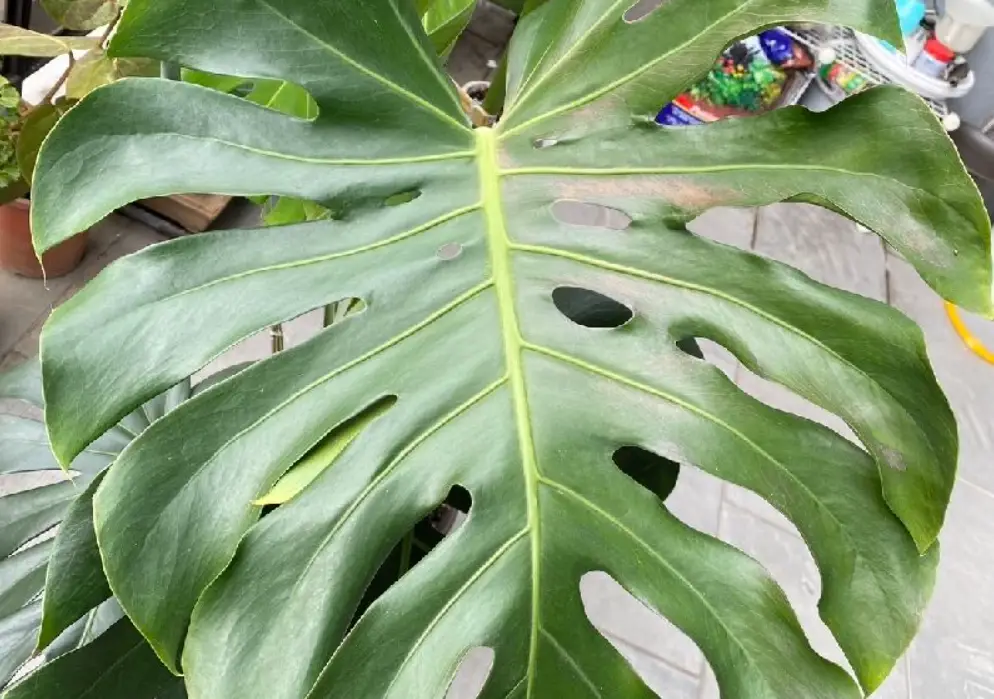 龜背芋葉子裂開 龜背芋葉子裂開