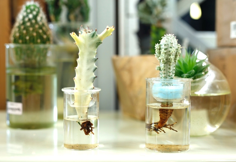 水耕黑松 水耕黑松