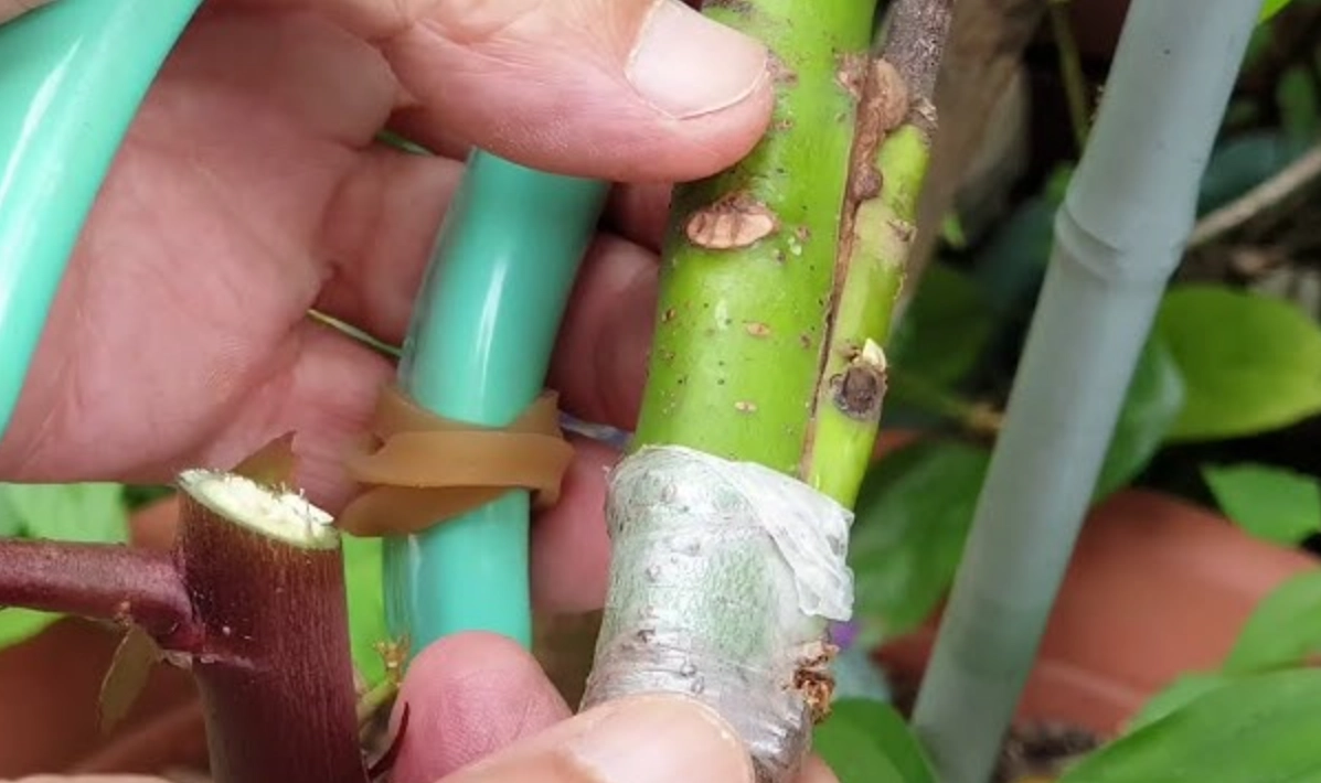 植物嫁接技巧 植物嫁接技巧