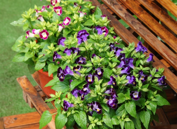 夏天室內植物推薦