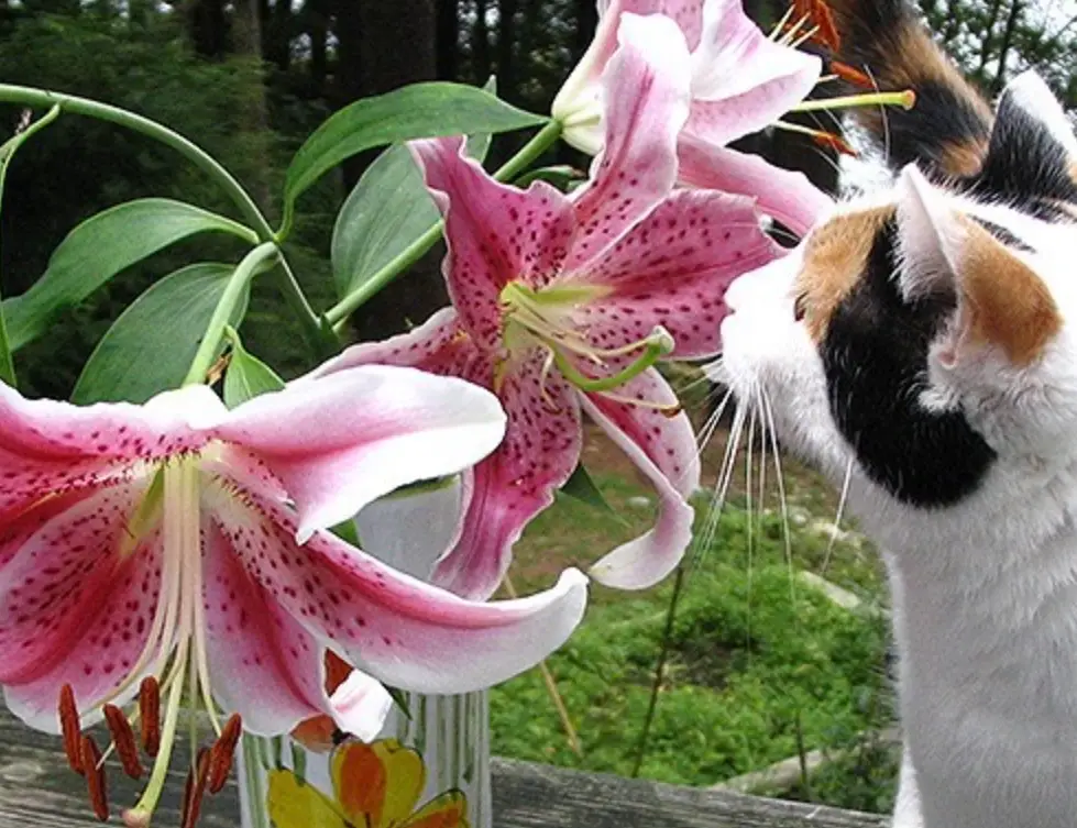 百合花 對貓 有害