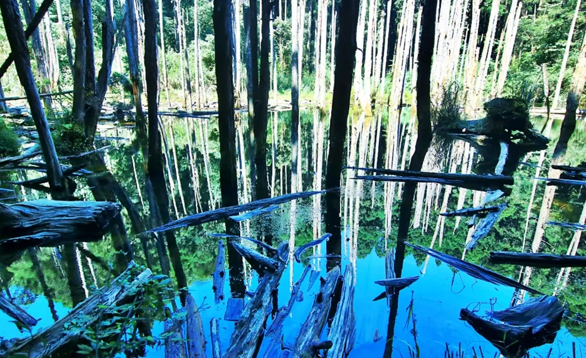忘憂森林 天氣 忘憂森林 天氣