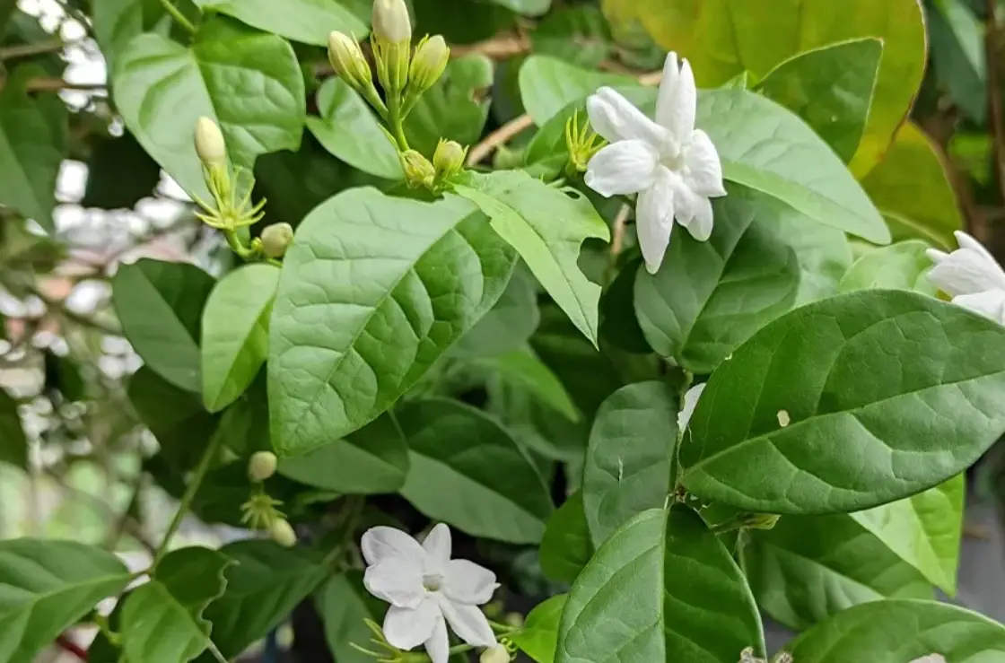茉莉花養護