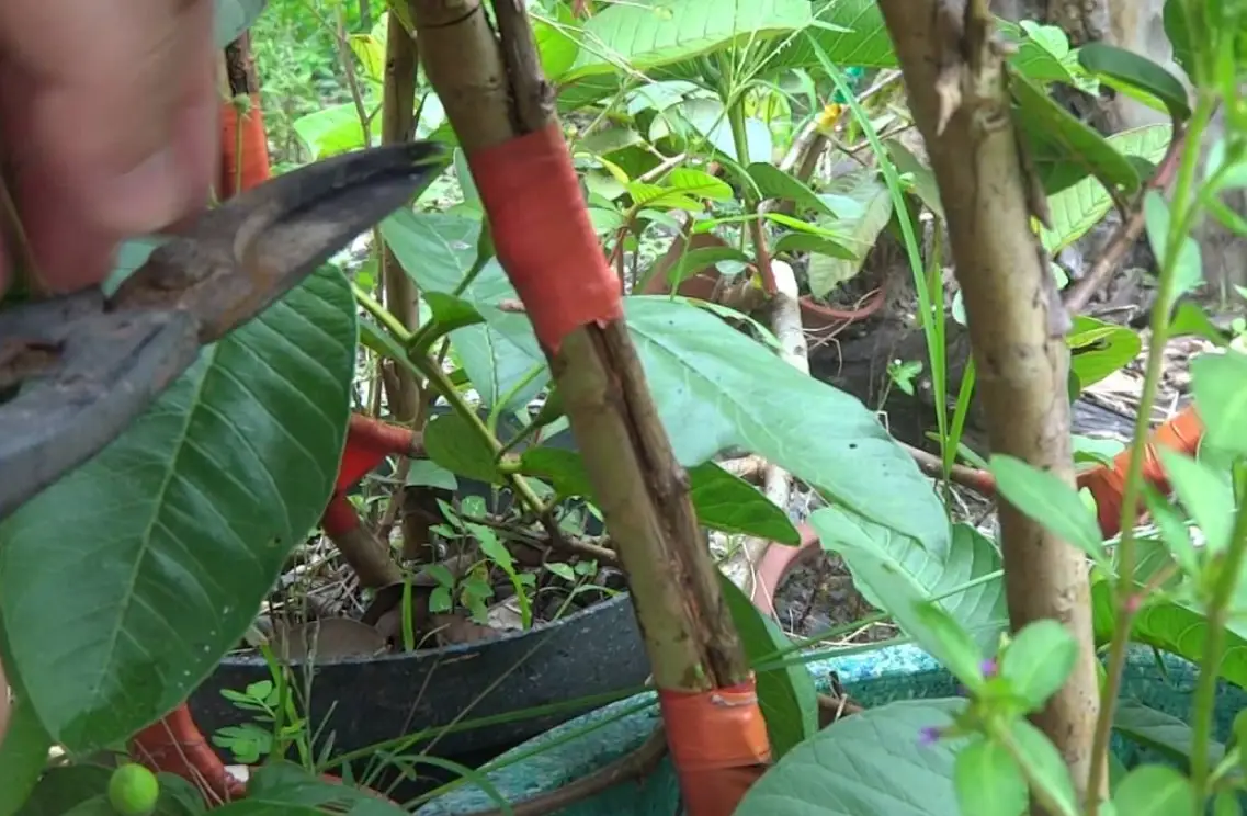 園藝癒合期 園藝癒合期