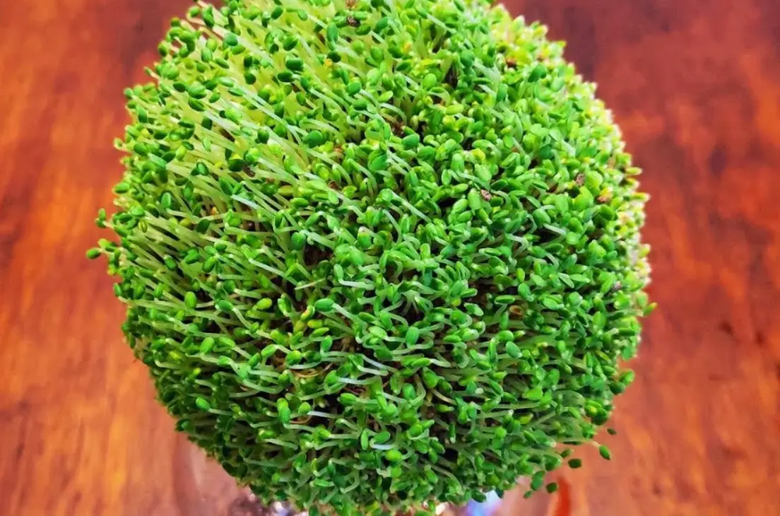 奇亚籽发芽能吃吗