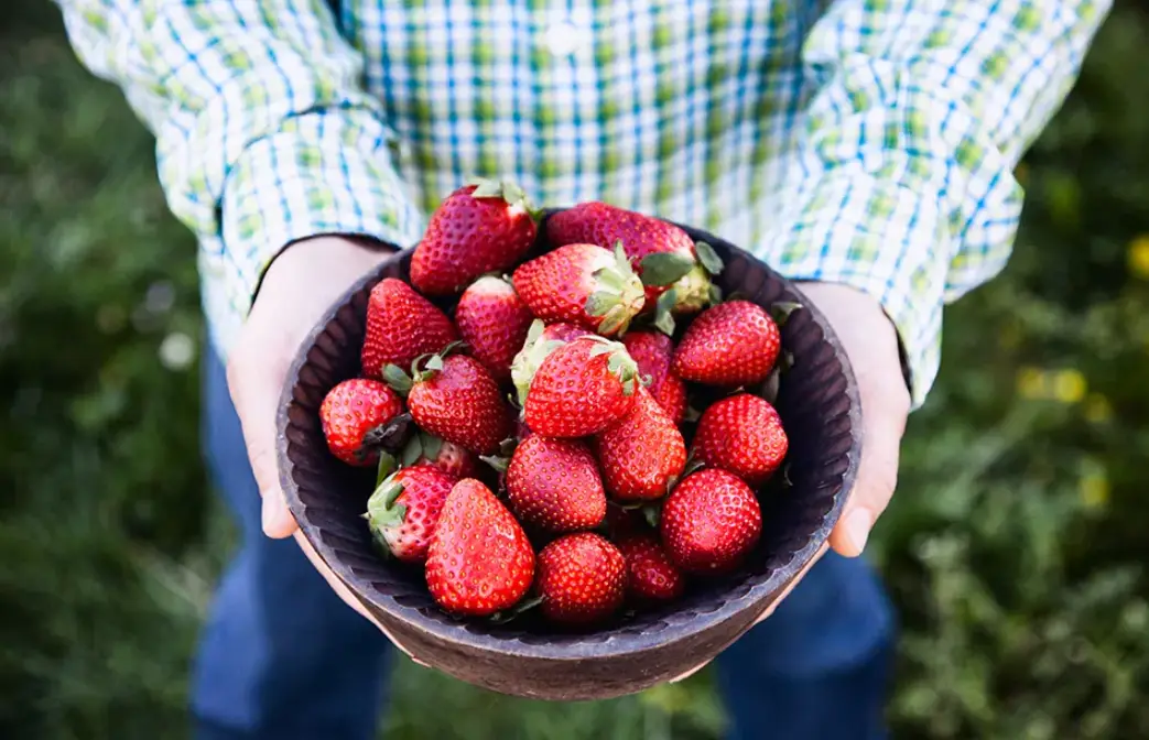 草莓一日遊 草莓一日遊