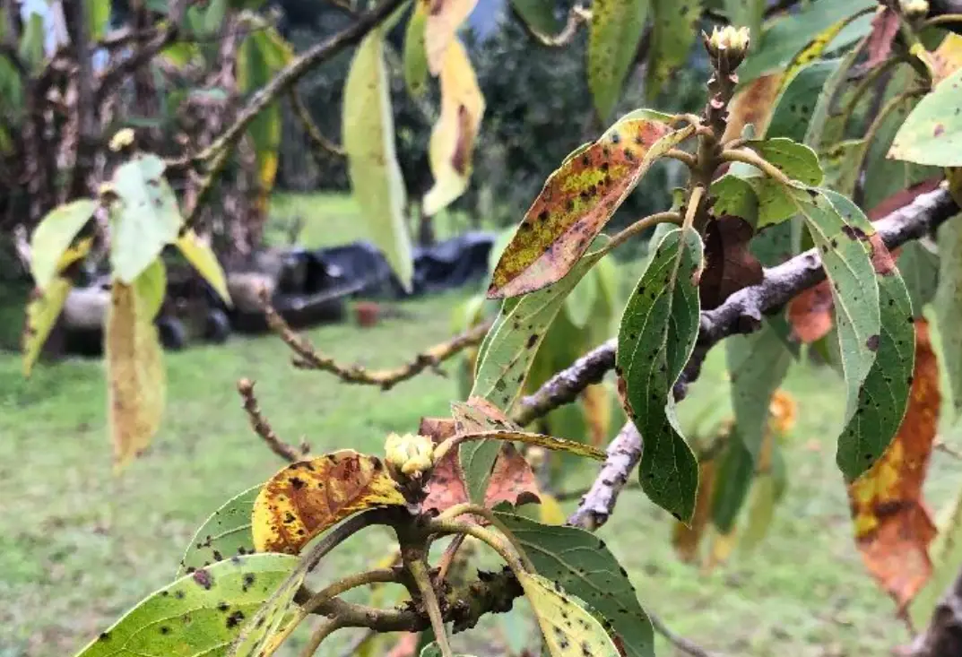 藻斑病防治 藻斑病防治