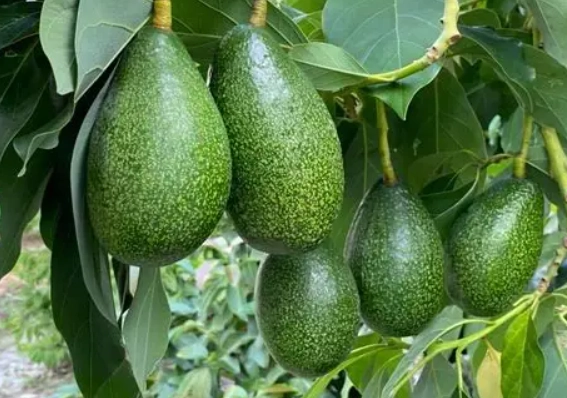 酪梨 種植 方法