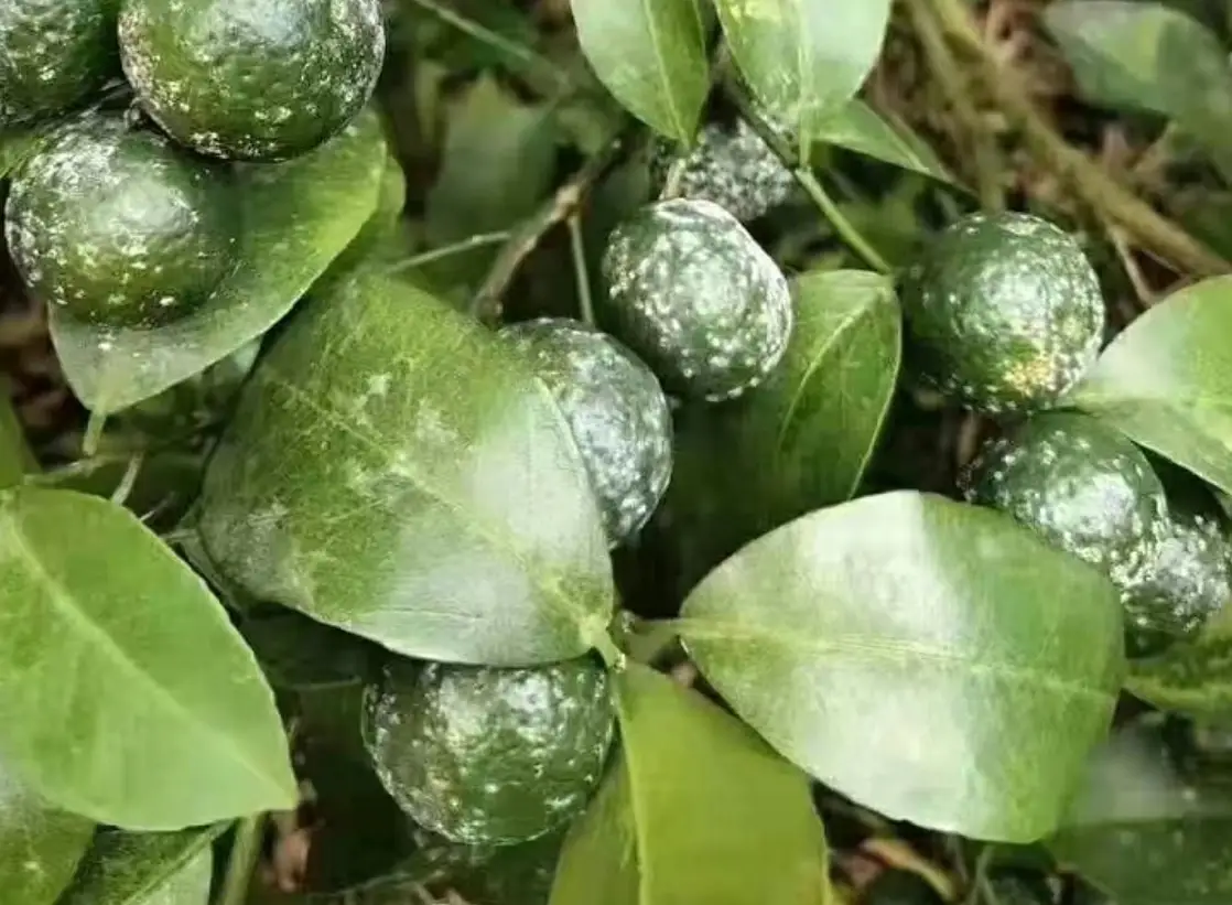 柑橘白粉病