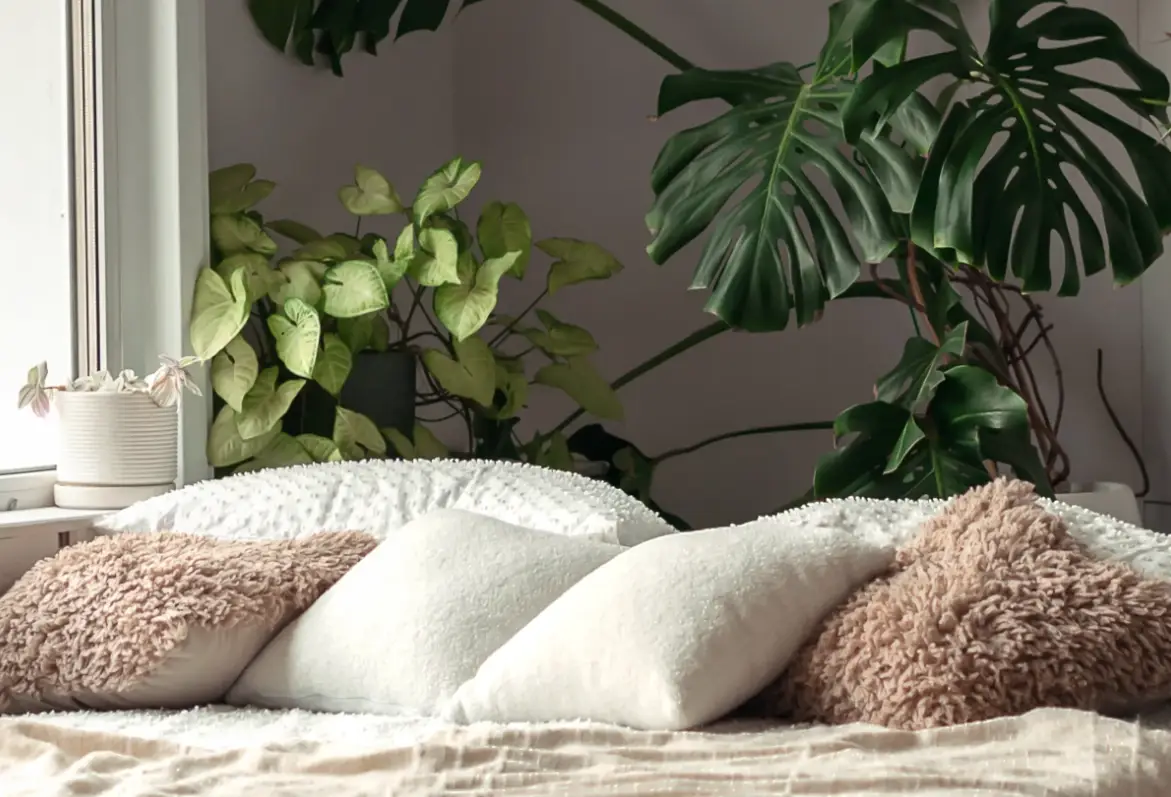 適合臥室的植物