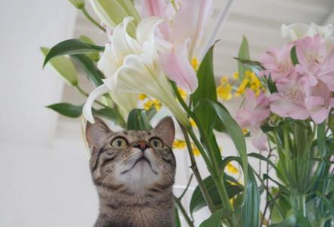 貓 百合花 中毒