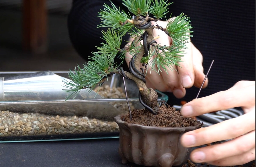 水耕黑松 水耕黑松