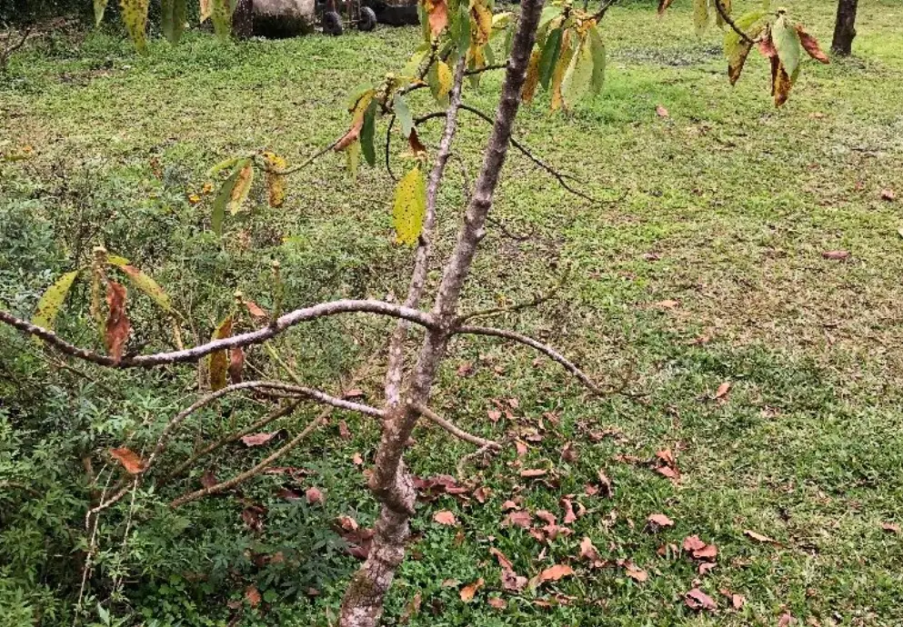 酪梨藻斑病用藥推薦 酪梨藻斑病用藥推薦