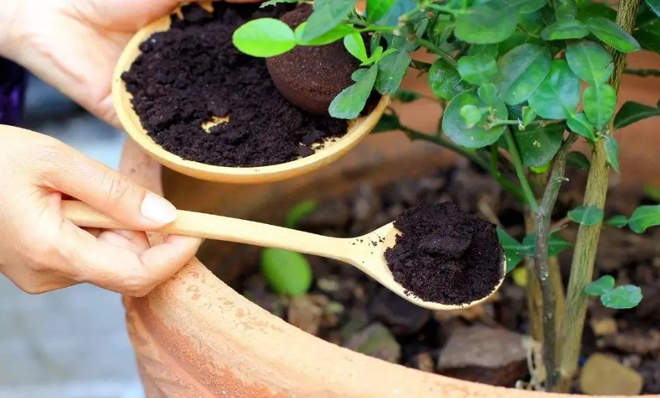 咖啡渣堆肥失敗 咖啡渣堆肥失敗