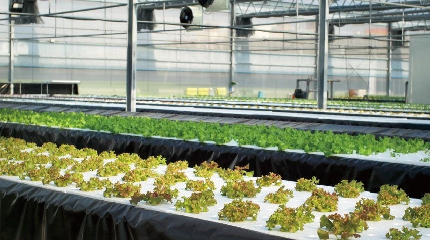 水耕肥料推薦 水耕肥料推薦