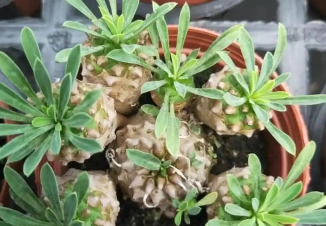 峨眉山多肉植物 峨眉山多肉植物