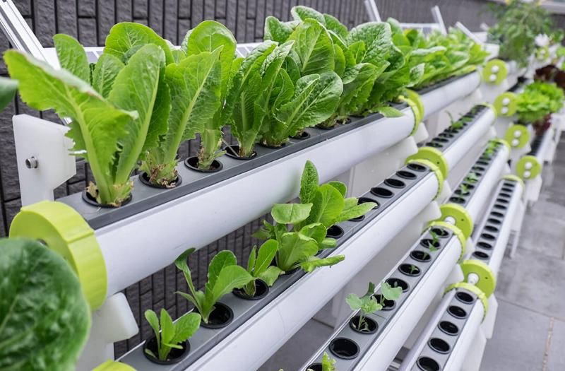 水耕肥料推薦 水耕肥料推薦