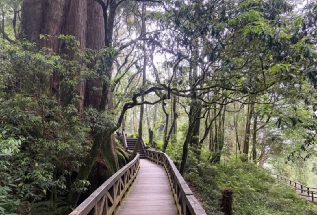 忘憂森林步道 忘憂森林步道