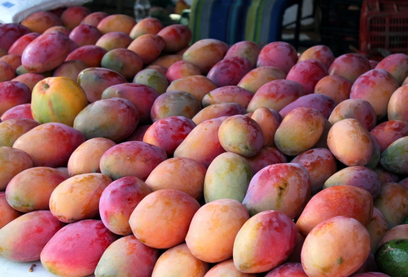 愛文芒果 種子 盆栽 愛文芒果 種子 盆栽